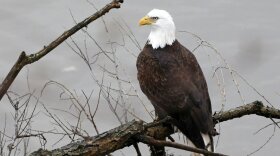 Bald eagle Pennsylvania