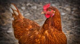 chicken-g2f88d6d8d_1920