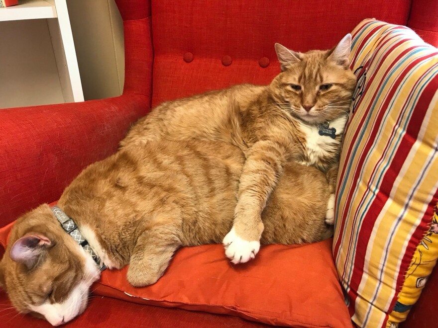 Let's Play Books Cats