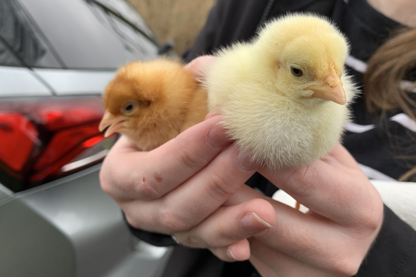 Willow Haven Farm Foster a Chick