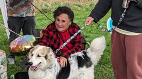 sharon williams 80 dogs