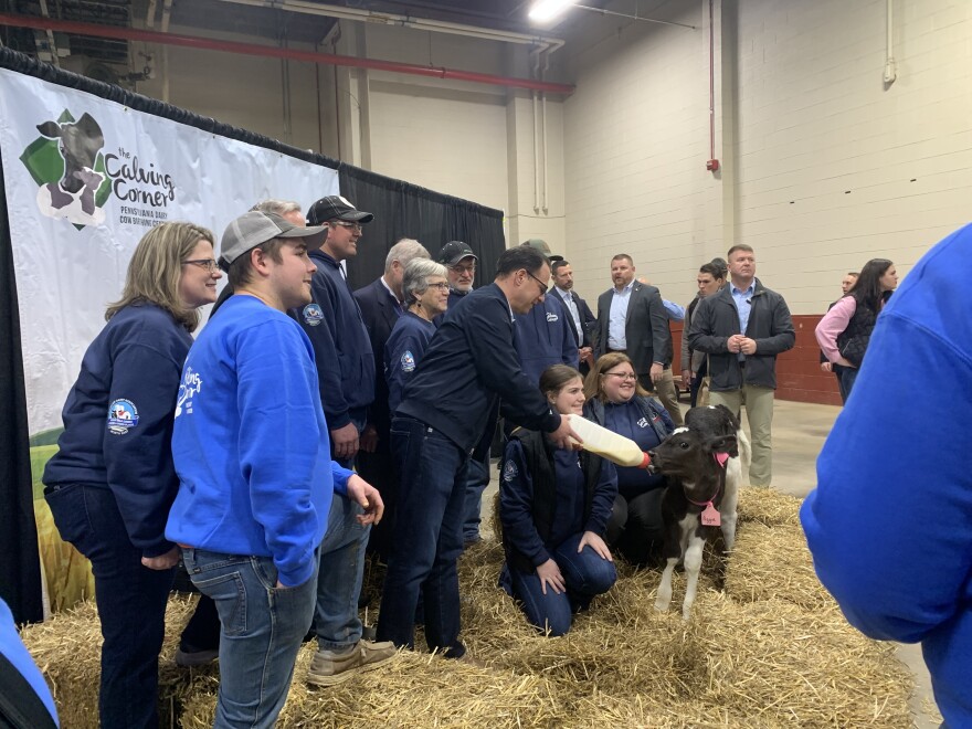 Gov. Shapiro feeds a calf alongside several members of the Farm Show's Calving Corner.