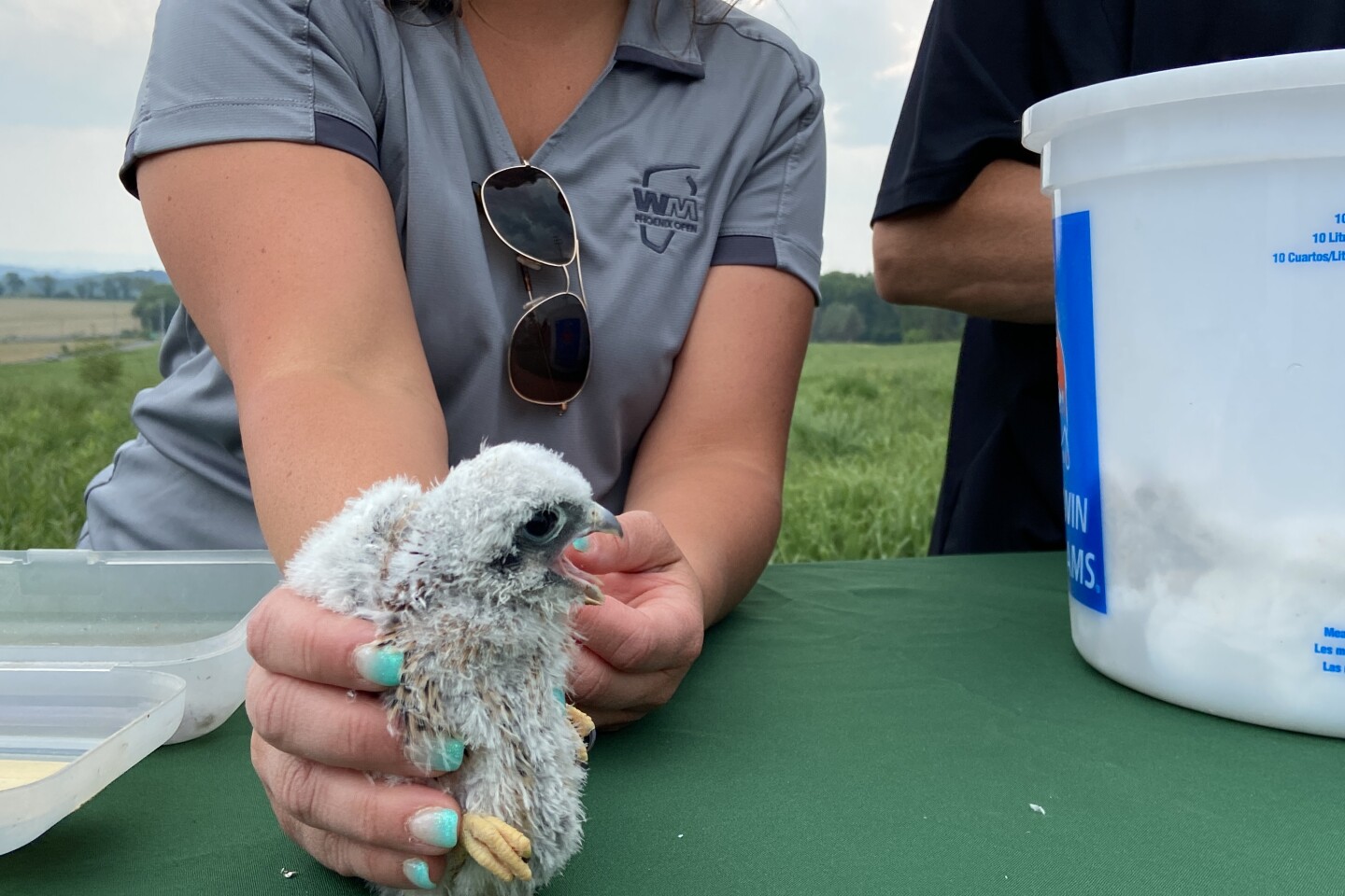 American kestrel banding at Grand Central Landfill