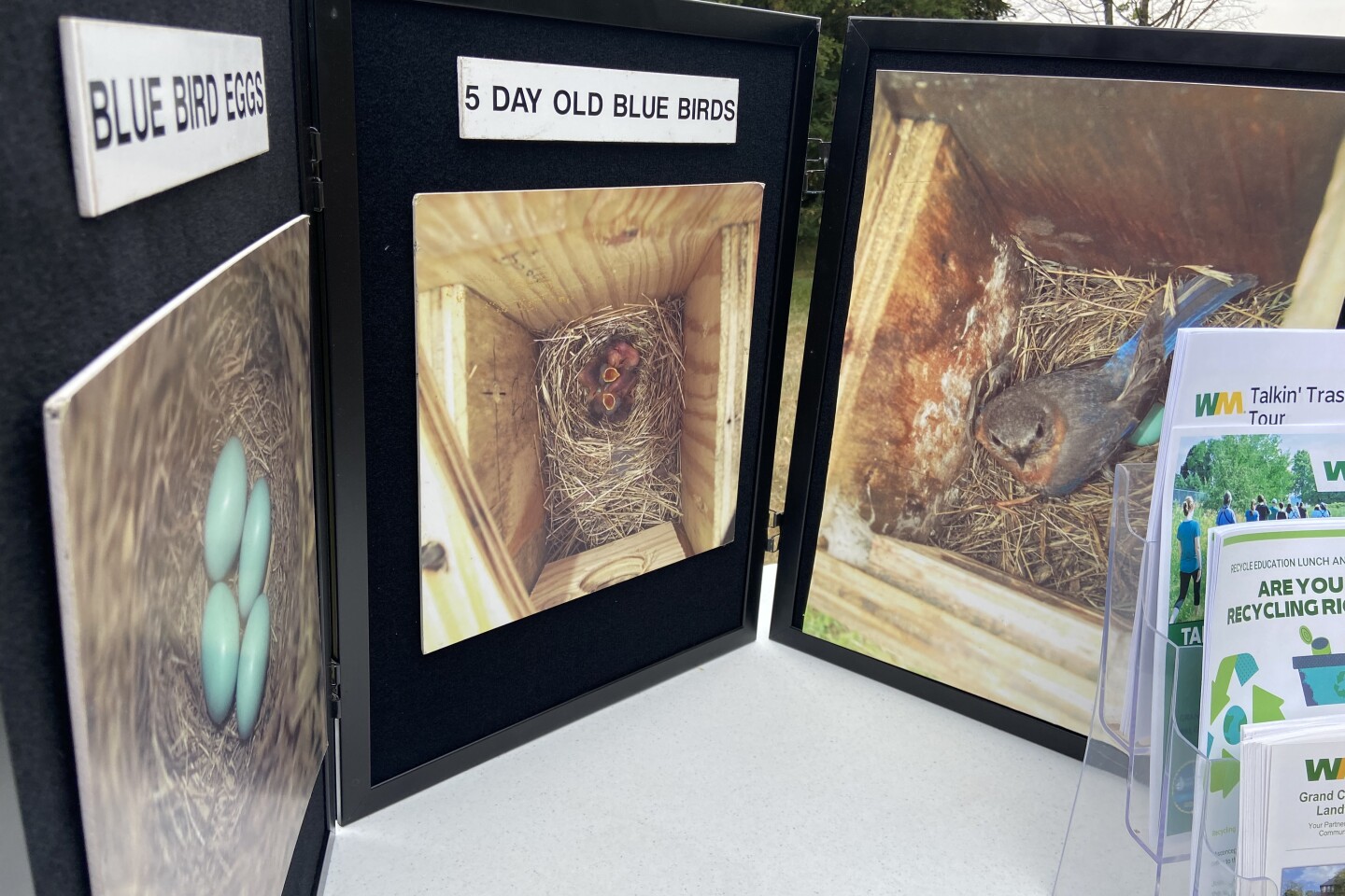 American kestrel banding at Grand Central Landfill