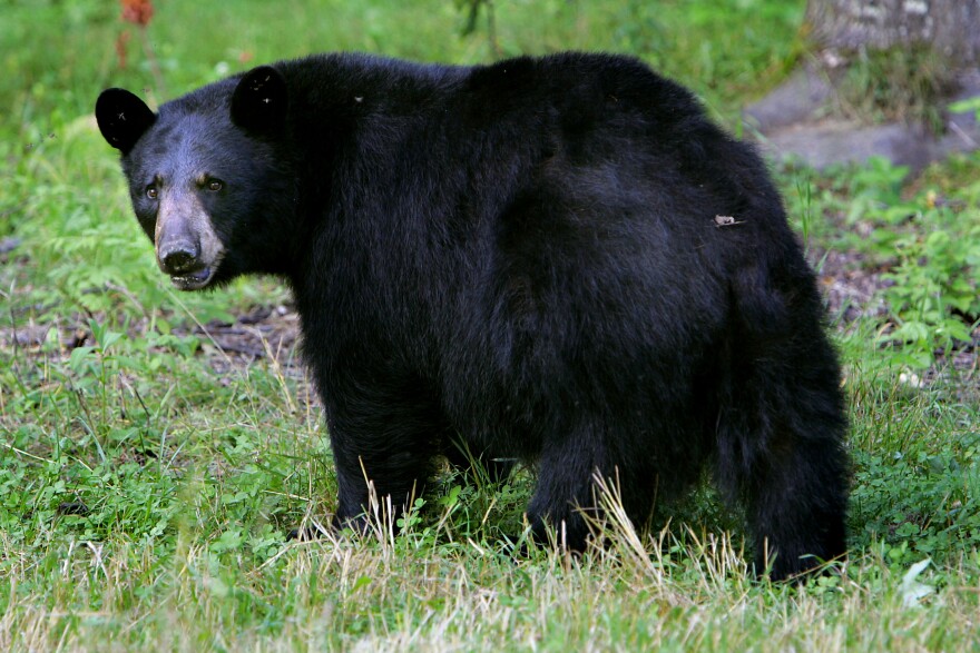 Black bear