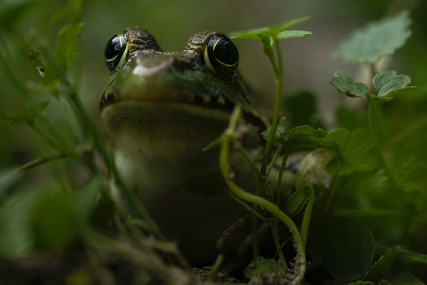 wood frog