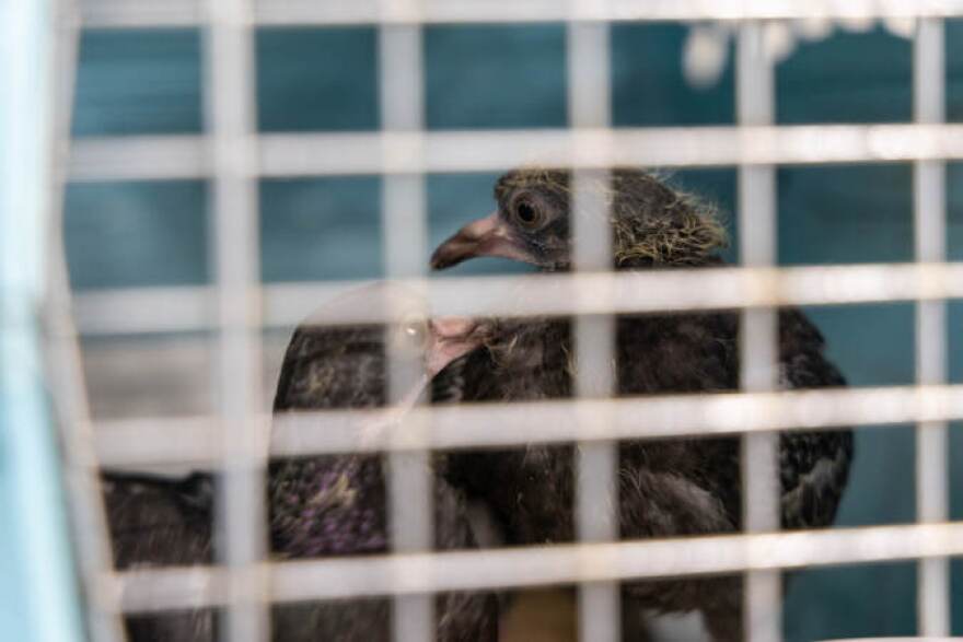 Young pigeons in the care of the Philadelphia Metro Wildlife Center.