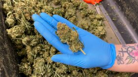  Robust Cannabis has a 75,000-square-foot greenhouse in Cuba, Missouri, with about 70 employees who come from the surrounding areas.