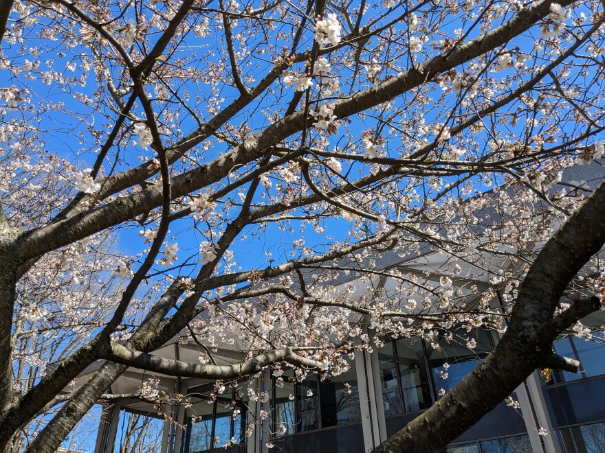 branches of a cherry tree in bloom