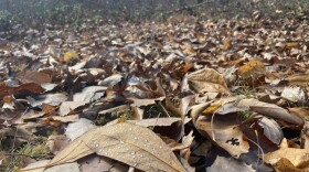 Leave the leaves