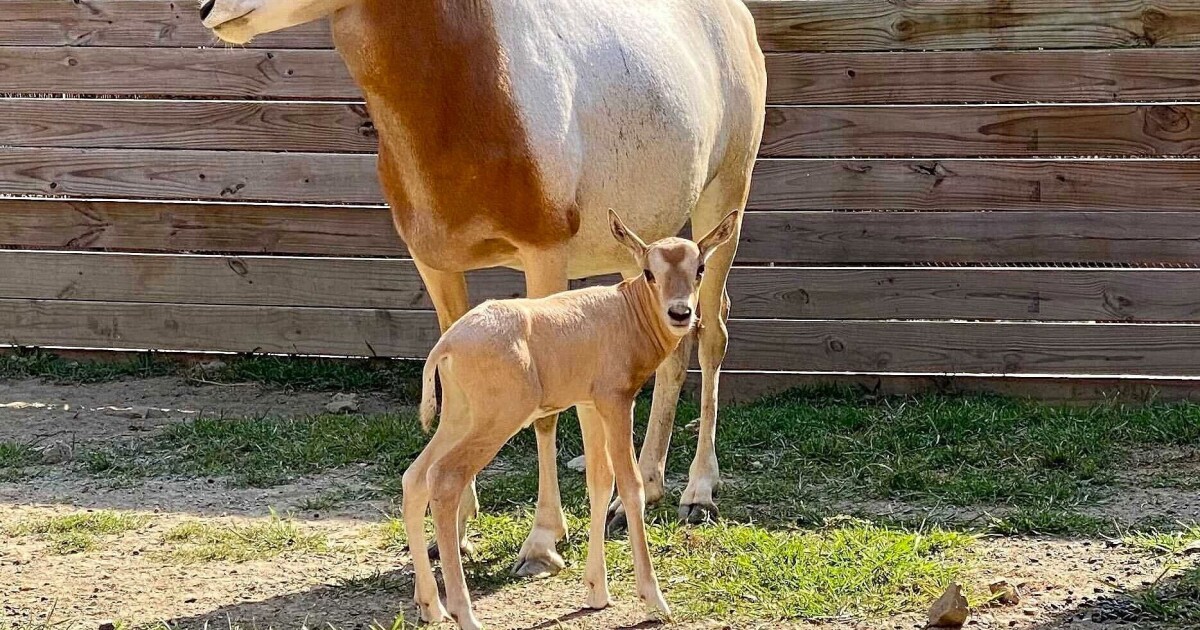 Oryx calf newest addition to Lehigh Valley Zoo; Tammar wallaby dies