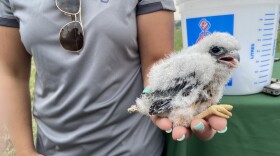 American kestrels