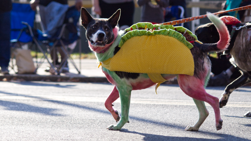 taco_dog.png
