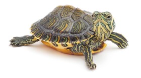 Baby turtle