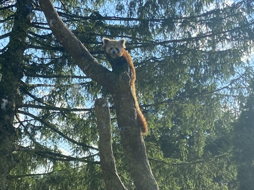 Red Pandas Lehigh Valley Zoo