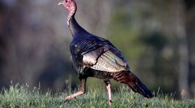Wild turkey