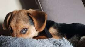 dog-close-up