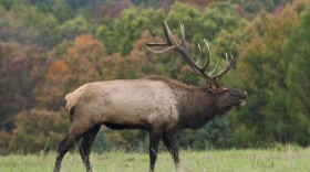 Elk in Pennsylvania