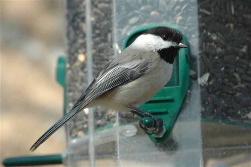 LGNC chickadee