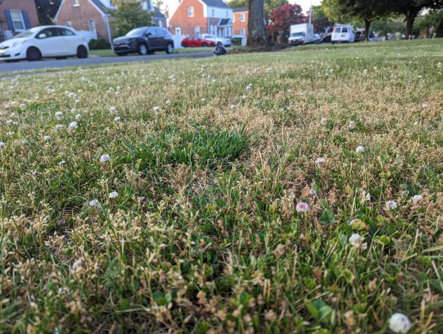 Dry lawn