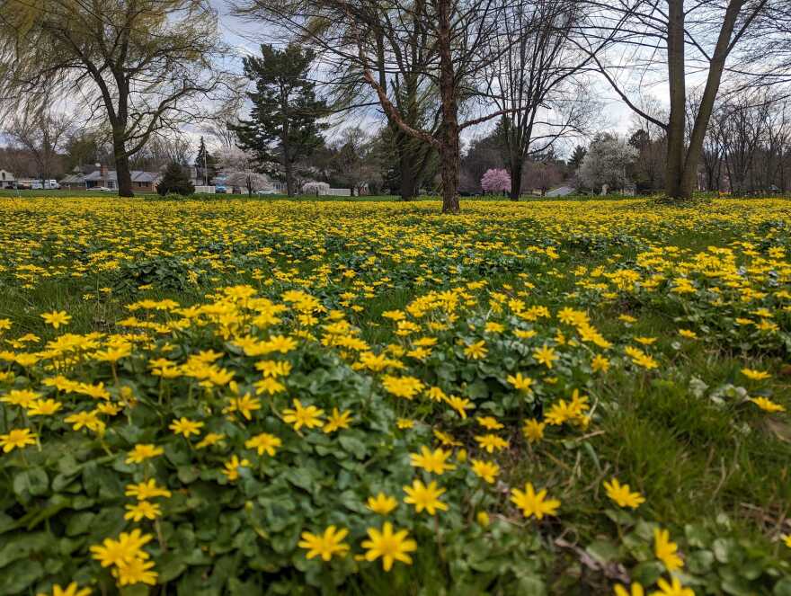 lesser celandine