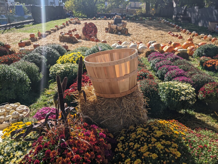 Full Pumpkin Lot 2.jpg