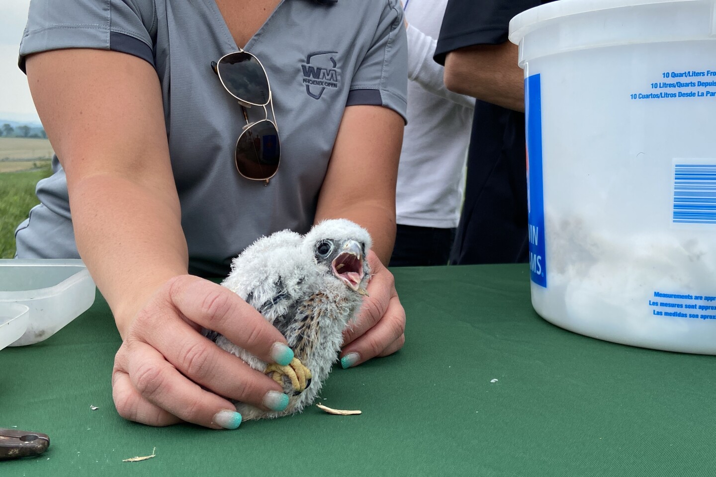 American kestrel banding at Grand Central Landfill