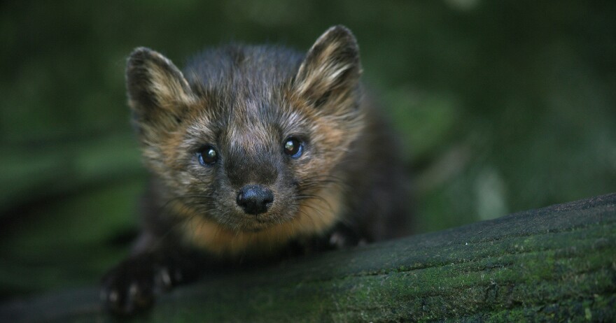  The American marten is a member of the weasel family. While widely present in the northeast at one time, it disappeared from Pennsylvania more than 120 years ago. The Pennsylvania Game Commission is looking into reintroducing the marten in the state. 