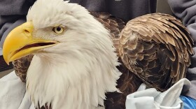 Saucon Park bald eagle