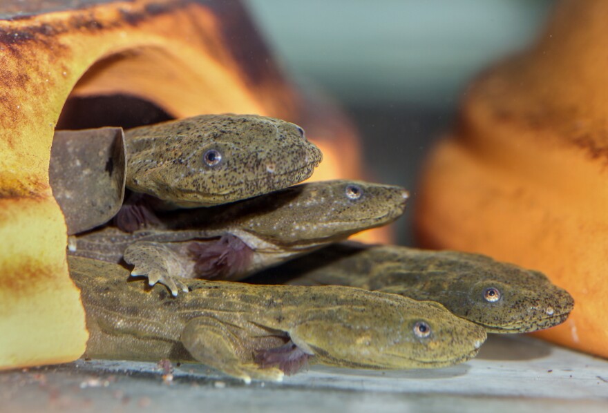 Endangered Salamanders-Release