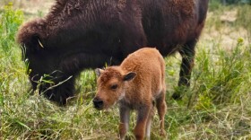 Baby bison