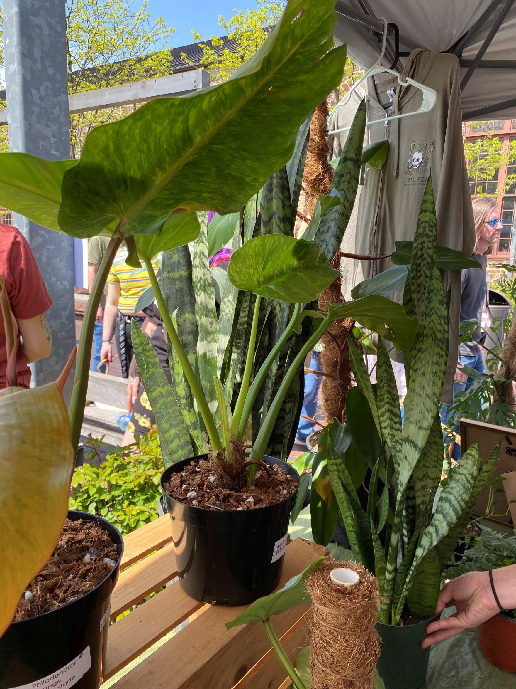 Spring in bloom at ArtsQuest Wicked Plant festival returns to