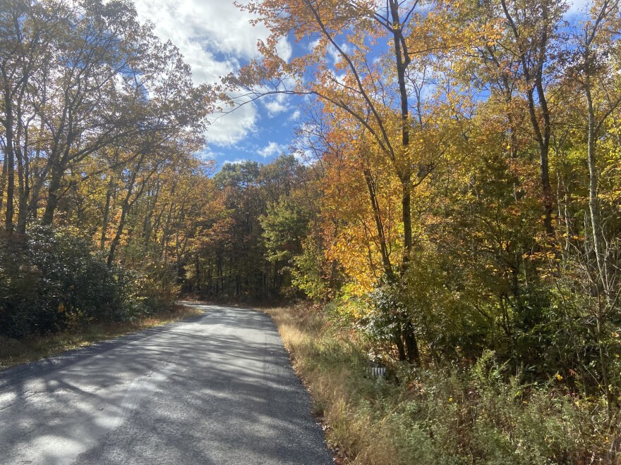 Fall foliage