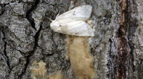 Spongy Moth AP photo