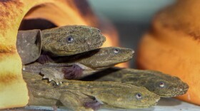Endangered Salamanders-Release