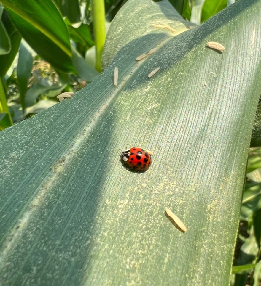 spotted lady beetle