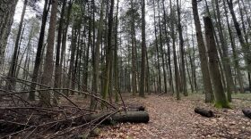 One of Pennsylvania's most damaged areas of hemlocks are in the Alan Seeger Natural Area in Rothrock State Forest in Huntingdon County.