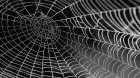 spider-web