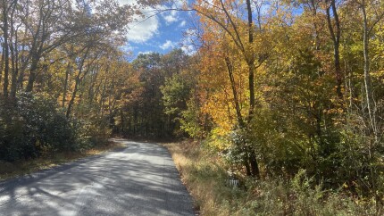 Fall foliage 2024