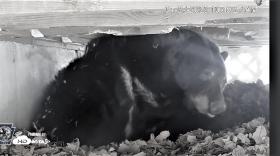Bear under deck.png
