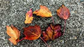 fall leaves