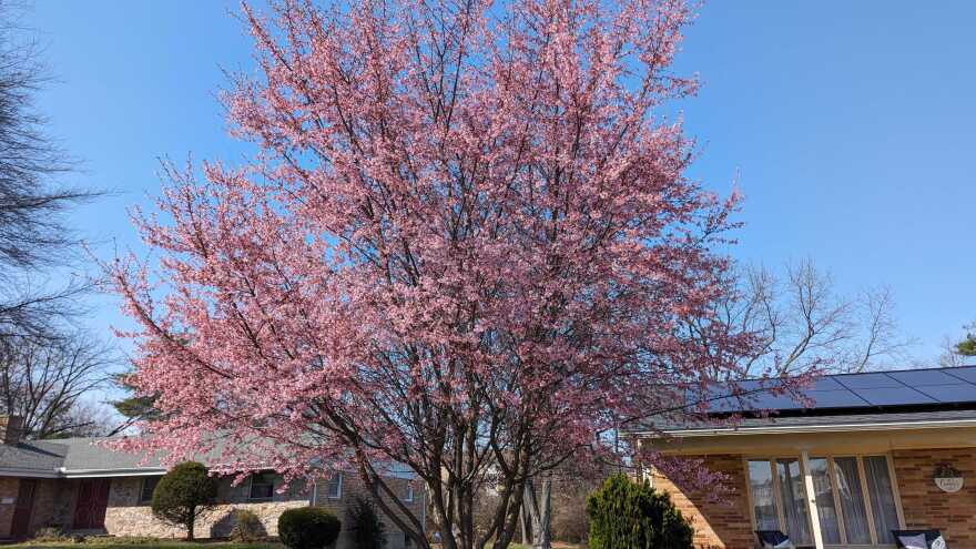 Cherry Blossoms