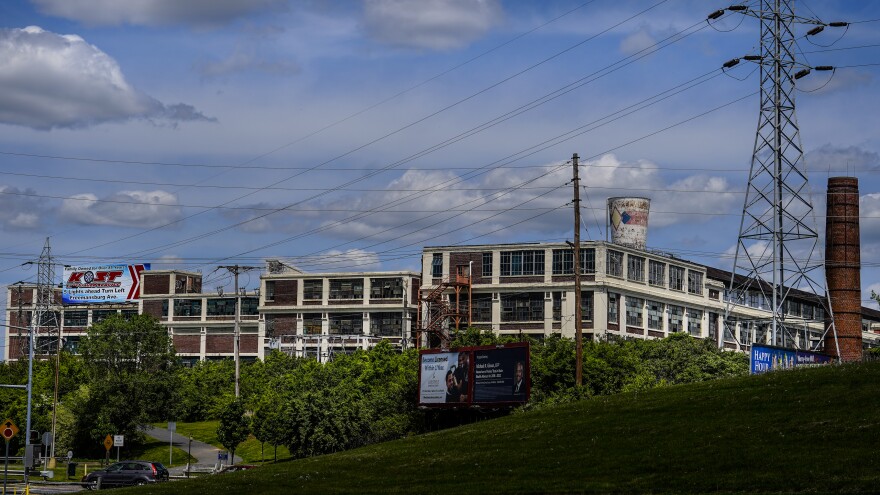 Dixie Cup plant