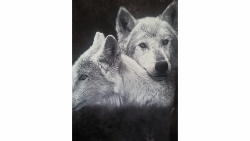 Wolves of the world