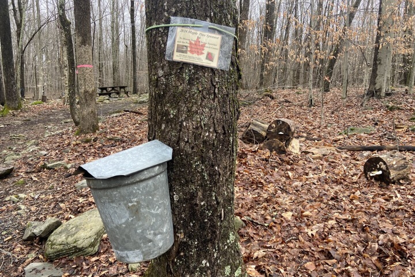 Maple-tapping Monroe County