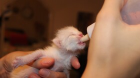 Feeding Kitten