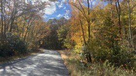 Fall foliage 2024