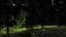 Fireflies in the back yard of one of Mauney's neighbors' homes in June outside Tivoli, N.Y. "New people just bought the house but they were out of town," Mauney said. "So they have yet to meet their oldest neighbors (fireflies)."