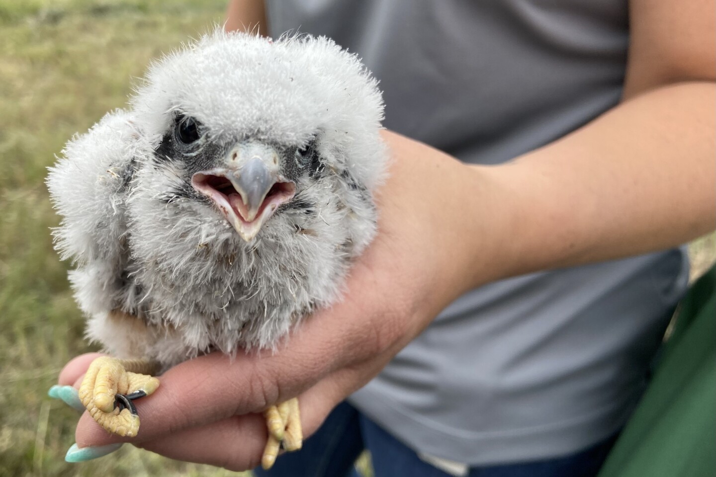 American kestrel banding at Grand Central Landfill