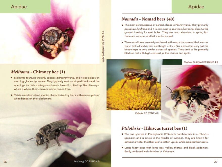 Bees of Pennsylvania